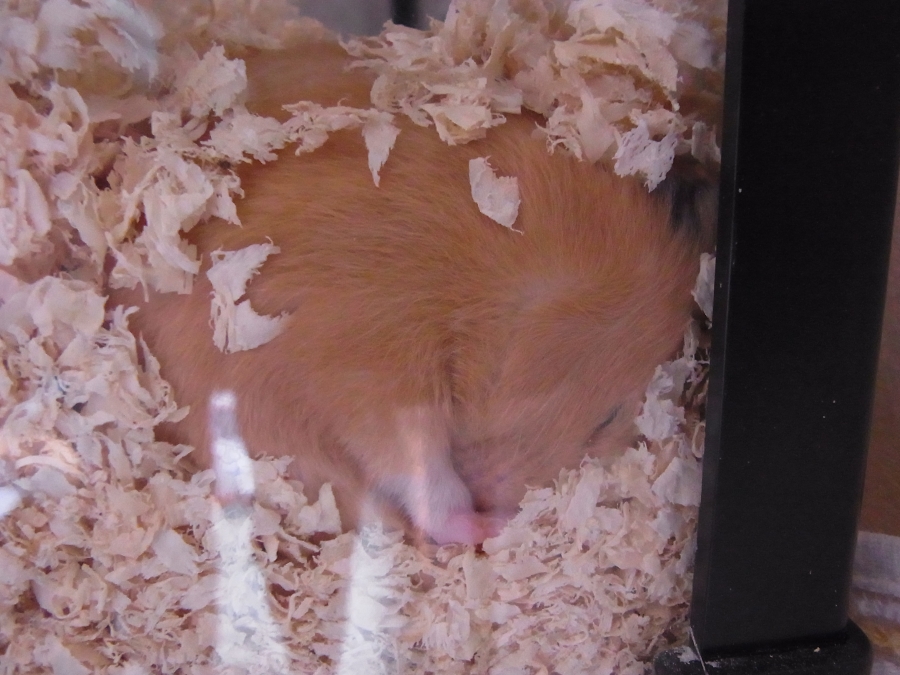 �n���X�^�[�̐Q��