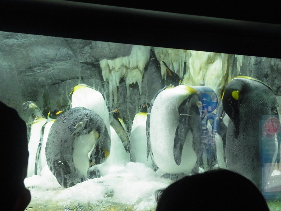 �y���M��